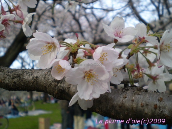 桜蘂